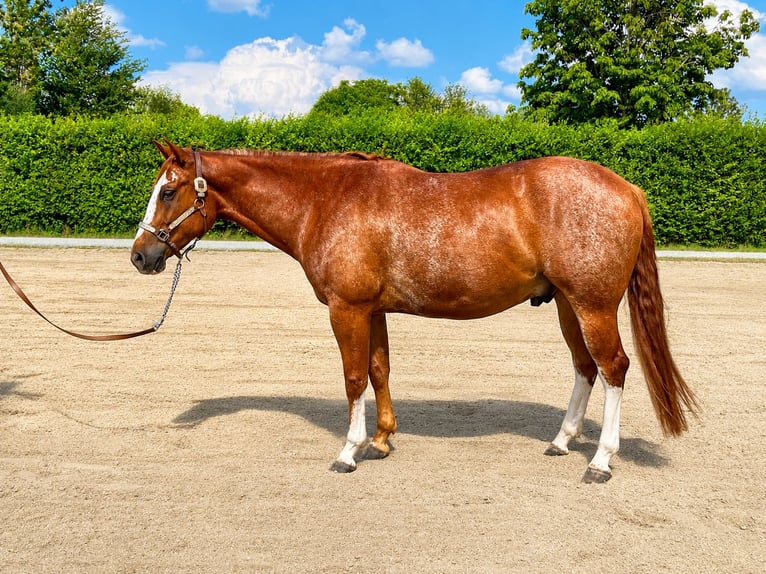 Caballo cuarto de milla Caballo castrado 4 años 159 cm Rabicano in Moosthenning