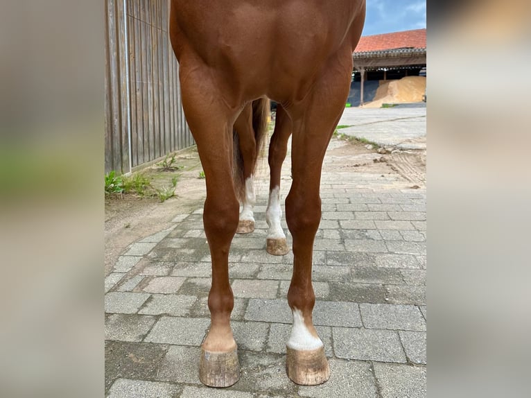 Caballo cuarto de milla Caballo castrado 4 años 160 cm Alazán in Litzendorf