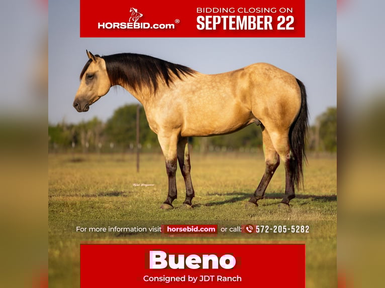 Caballo cuarto de milla Caballo castrado 4 años 160 cm Buckskin/Bayo in Crescent