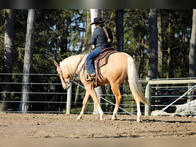 Caballo cuarto de milla Caballo castrado 4 años 160 cm Palomino in Clarion, PA
