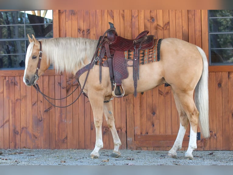Caballo cuarto de milla Caballo castrado 4 años 160 cm Palomino in Clarion, PA