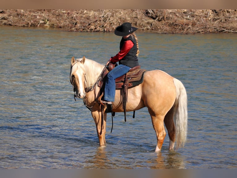 Caballo cuarto de milla Caballo castrado 4 años 160 cm Palomino in Clarion, PA
