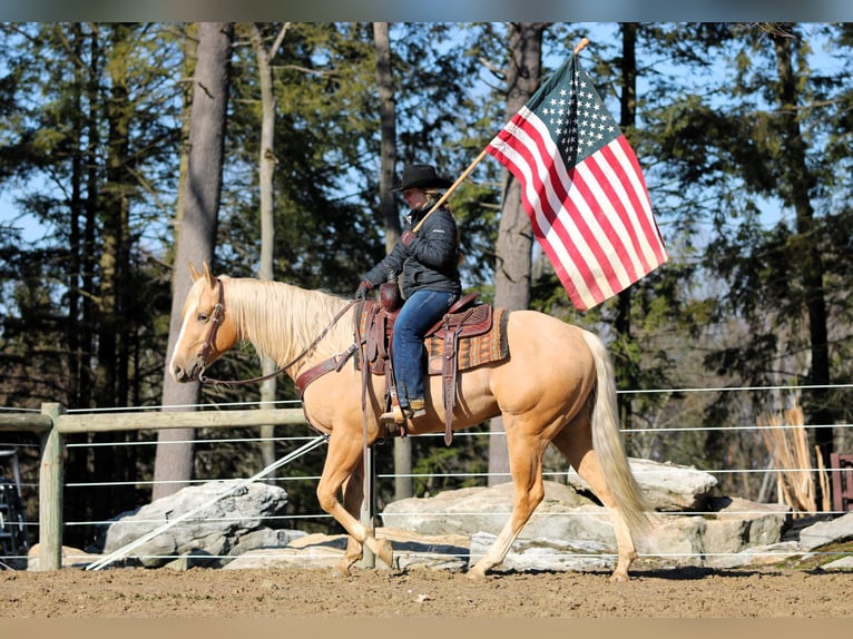 Caballo cuarto de milla Caballo castrado 4 años 160 cm Palomino in Clarion, PA