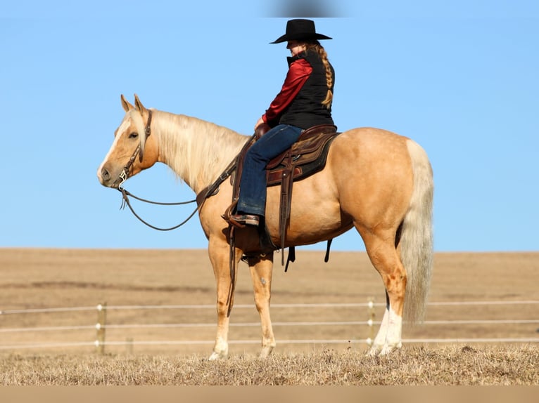 Caballo cuarto de milla Caballo castrado 4 años 160 cm Palomino in Clarion, PA