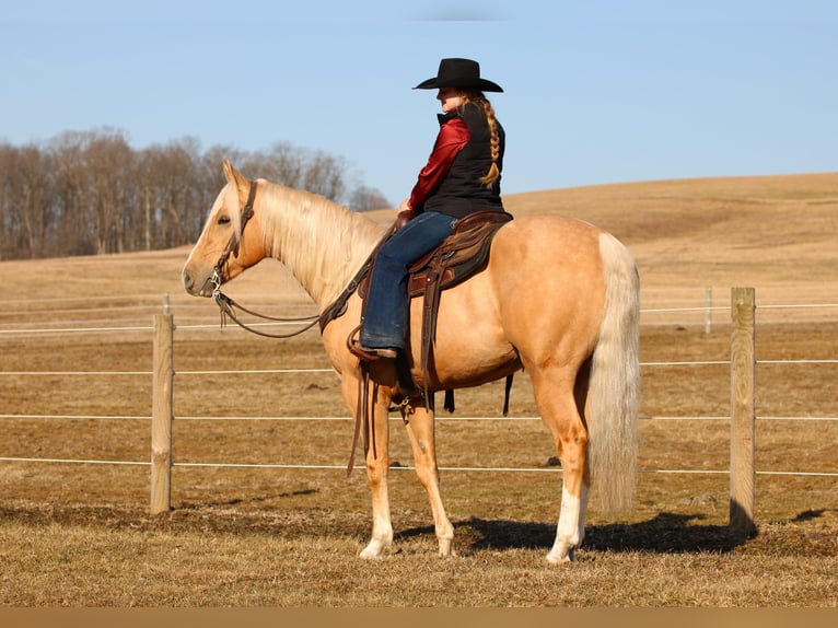 Caballo cuarto de milla Caballo castrado 4 años 160 cm Palomino in Clarion, PA