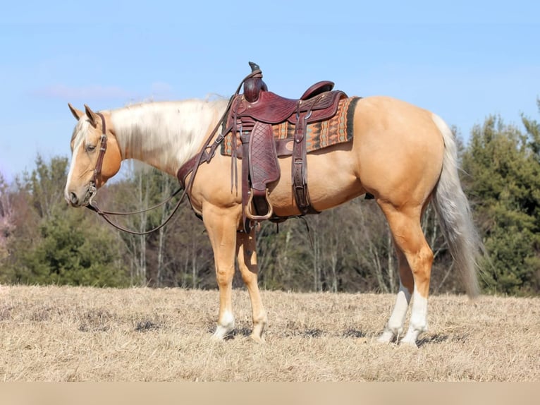 Caballo cuarto de milla Caballo castrado 4 años 160 cm Palomino in Clarion, PA