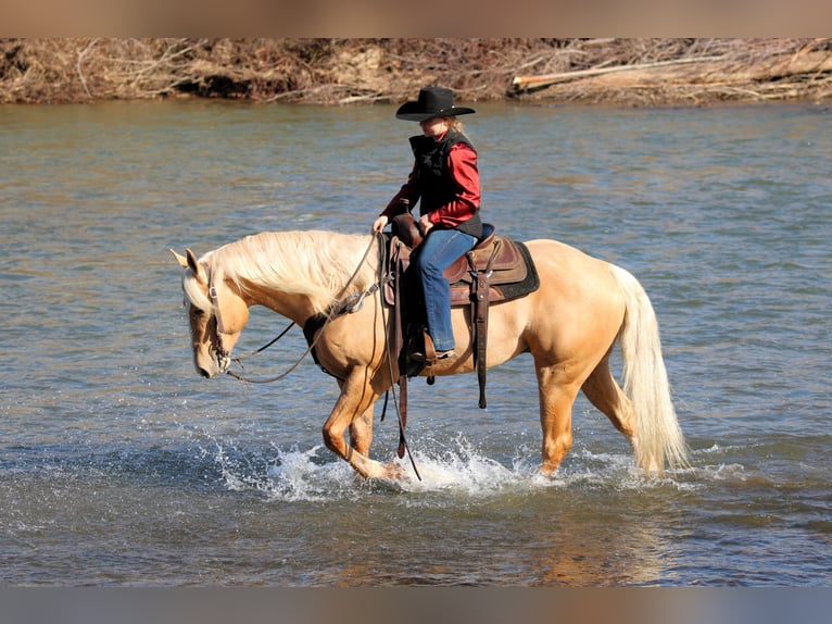 Caballo cuarto de milla Caballo castrado 4 años 160 cm Palomino in Clarion, PA