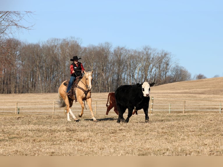 Caballo cuarto de milla Caballo castrado 4 años 160 cm Palomino in Clarion, PA