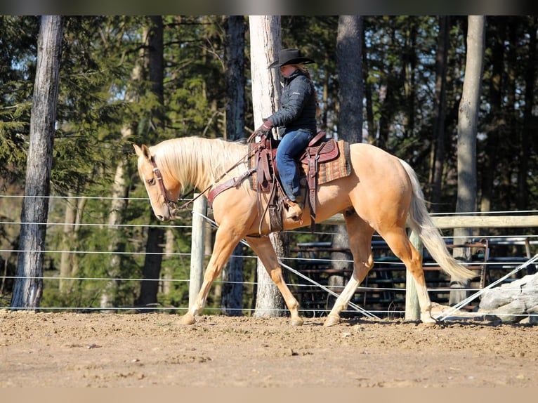 Caballo cuarto de milla Caballo castrado 4 años 160 cm Palomino in Clarion, PA