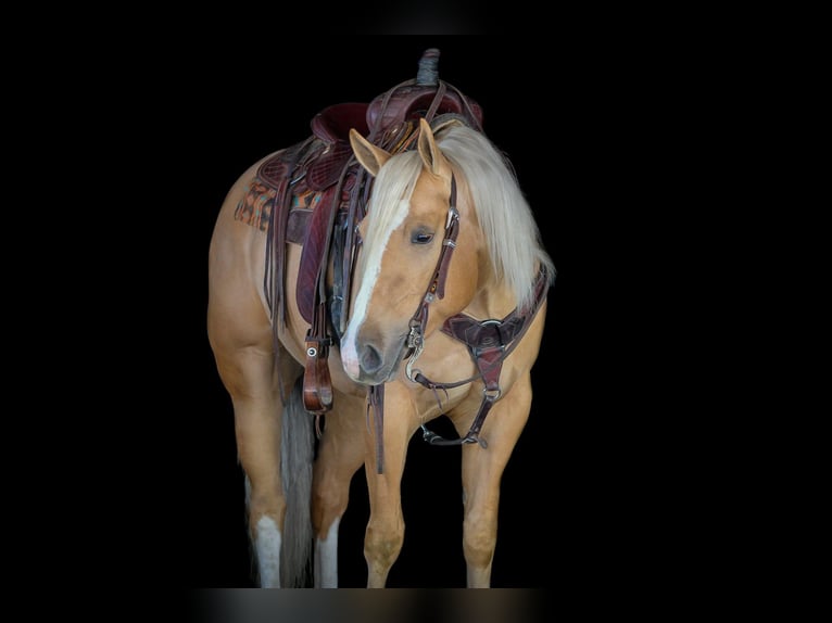 Caballo cuarto de milla Caballo castrado 4 años 160 cm Palomino in Clarion, PA