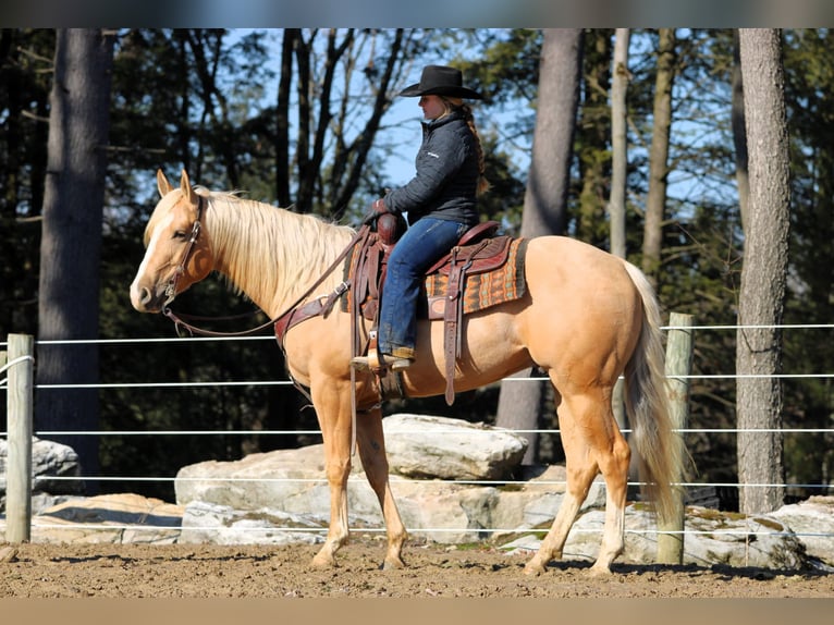 Caballo cuarto de milla Caballo castrado 4 años 160 cm Palomino in Clarion, PA