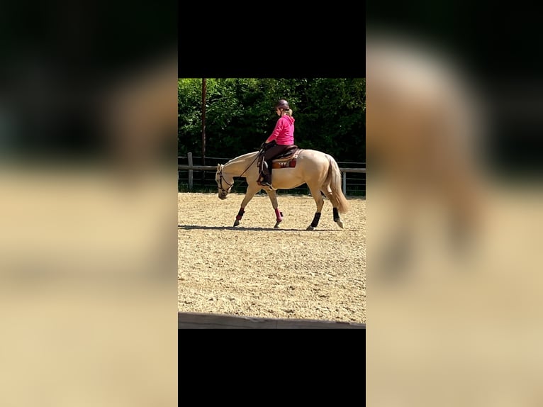 Caballo cuarto de milla Caballo castrado 4 años 160 cm Palomino in Hengelo