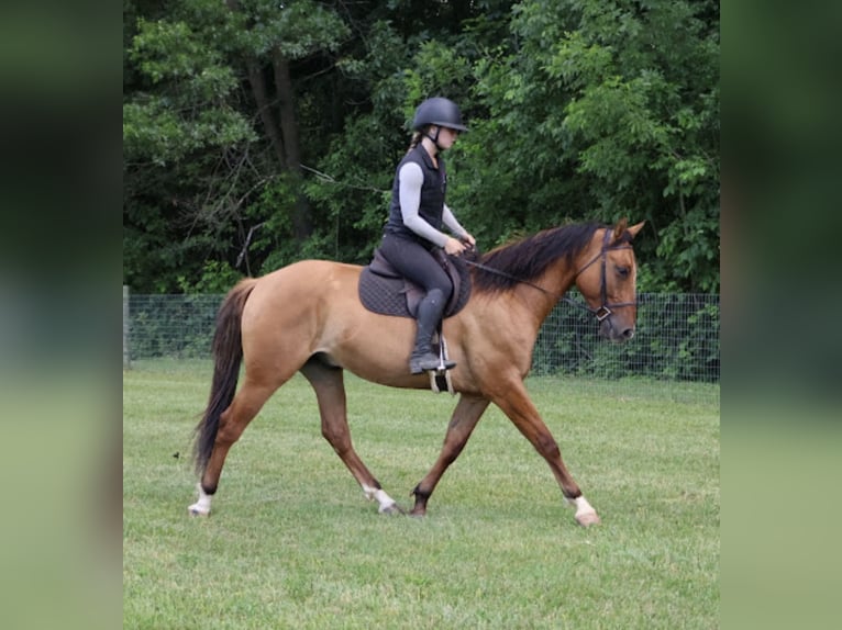 Caballo cuarto de milla Caballo castrado 4 años 163 cm Bayo in Howell