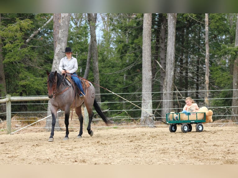 Caballo cuarto de milla Caballo castrado 4 años 163 cm in Clarion, PA