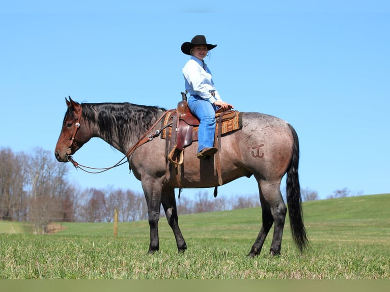 Caballo cuarto de milla Caballo castrado 4 años 163 cm in Clarion, PA