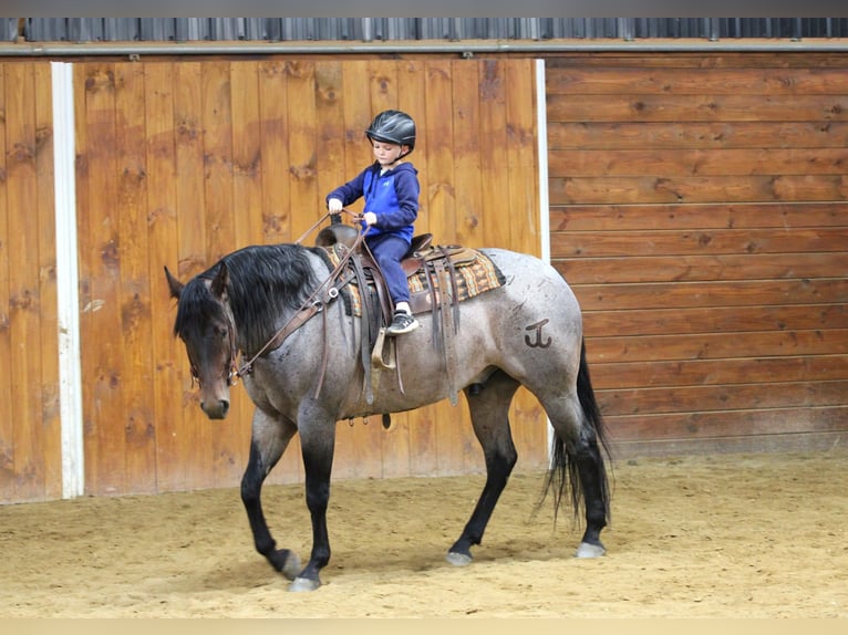 Caballo cuarto de milla Caballo castrado 4 años 163 cm in Clarion, PA