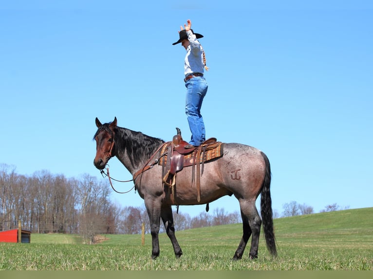 Caballo cuarto de milla Caballo castrado 4 años 163 cm in Clarion, PA