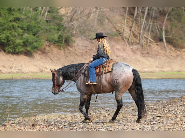 Caballo cuarto de milla Caballo castrado 4 años 163 cm in Clarion, PA