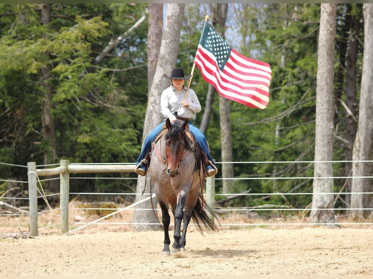 Caballo cuarto de milla Caballo castrado 4 años 163 cm in Clarion, PA