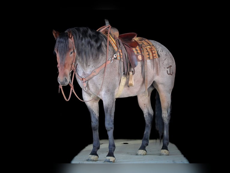 Caballo cuarto de milla Caballo castrado 4 años 163 cm in Clarion, PA