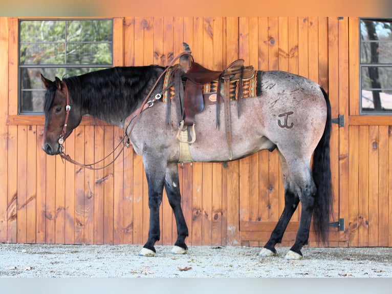 Caballo cuarto de milla Caballo castrado 4 años 163 cm in Clarion, PA