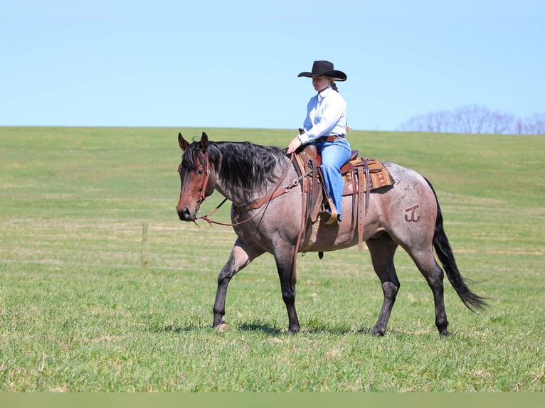 Caballo cuarto de milla Caballo castrado 4 años 163 cm in Clarion, PA