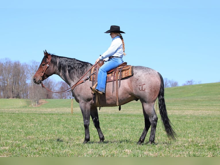 Caballo cuarto de milla Caballo castrado 4 años 163 cm in Clarion, PA