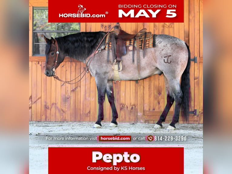 Caballo cuarto de milla Caballo castrado 4 años 163 cm in Clarion, PA