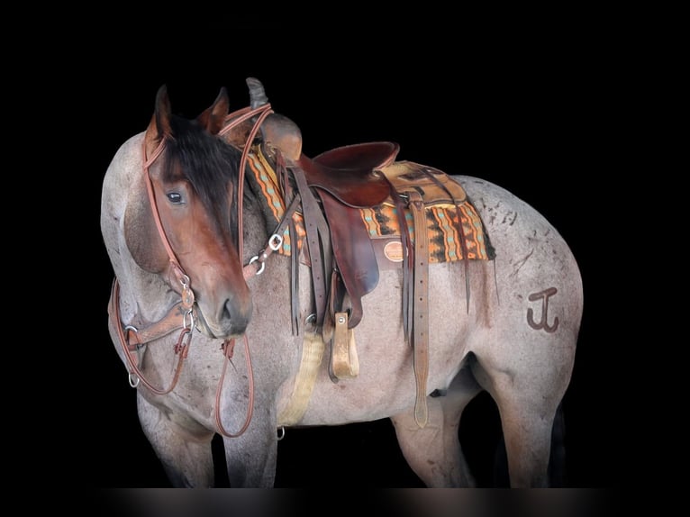 Caballo cuarto de milla Caballo castrado 4 años 163 cm in Clarion, PA