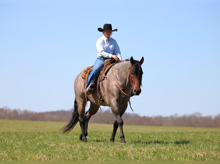Caballo cuarto de milla Caballo castrado 4 años 163 cm in Clarion, PA