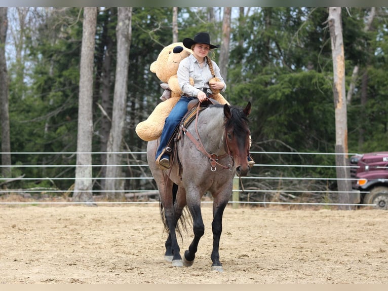 Caballo cuarto de milla Caballo castrado 4 años 163 cm in Clarion, PA