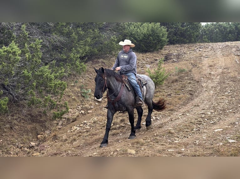 Caballo cuarto de milla Caballo castrado 4 años 163 cm Ruano azulado in JAcksboro TX