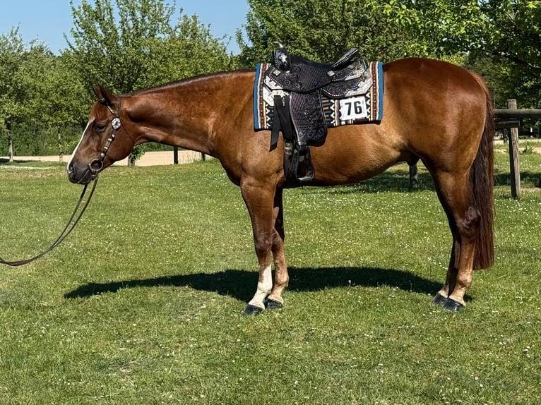 Caballo cuarto de milla Caballo castrado 4 años 165 cm Alazán in Burgdorf
