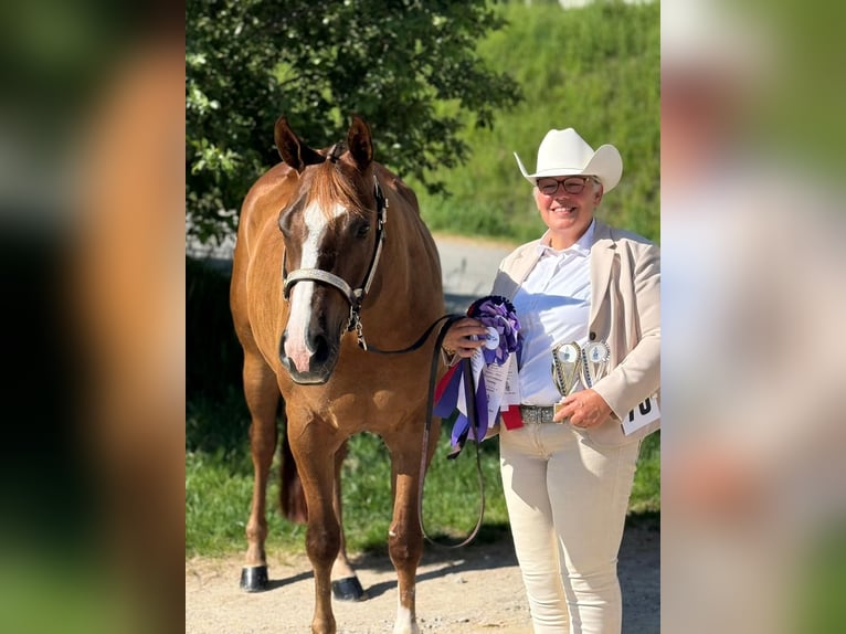 Caballo cuarto de milla Caballo castrado 4 años 165 cm Alazán in Burgdorf