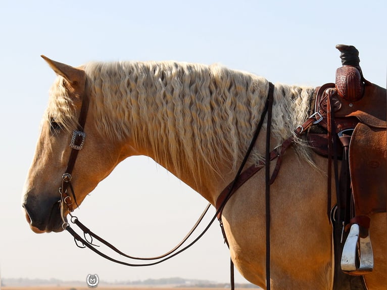 Caballo cuarto de milla Caballo castrado 4 años 165 cm Palomino in Windom Mn