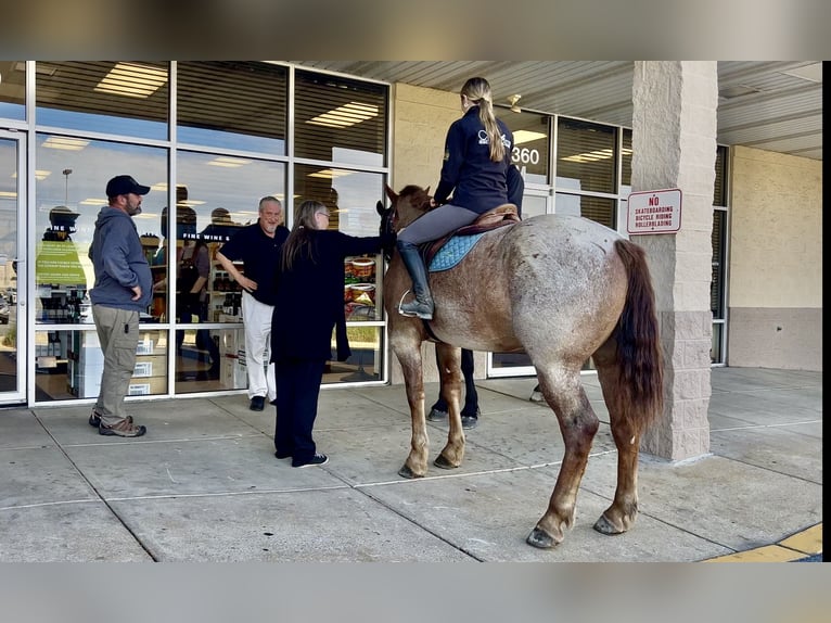 Caballo cuarto de milla Mestizo Caballo castrado 4 años 165 cm Ruano alazán in Gap