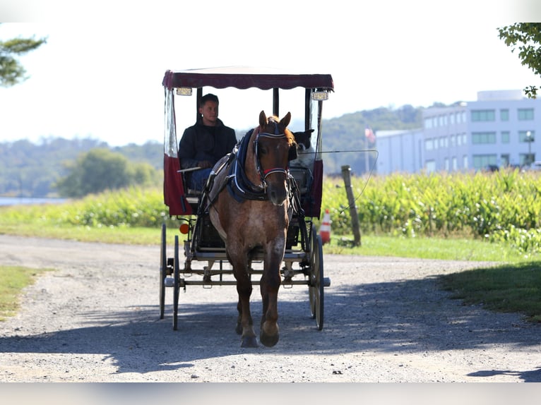 Caballo cuarto de milla Mestizo Caballo castrado 4 años 165 cm Ruano alazán in Gap