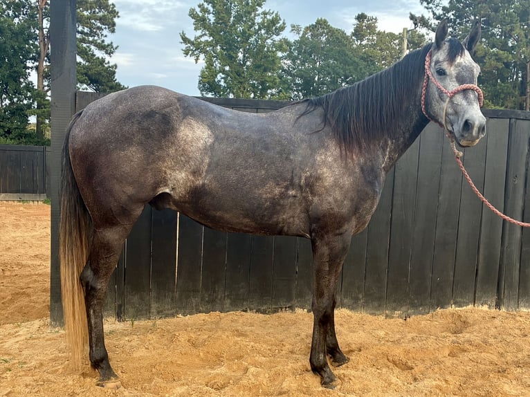Caballo cuarto de milla Caballo castrado 4 años 168 cm Tordo rodado in Louisville, MS