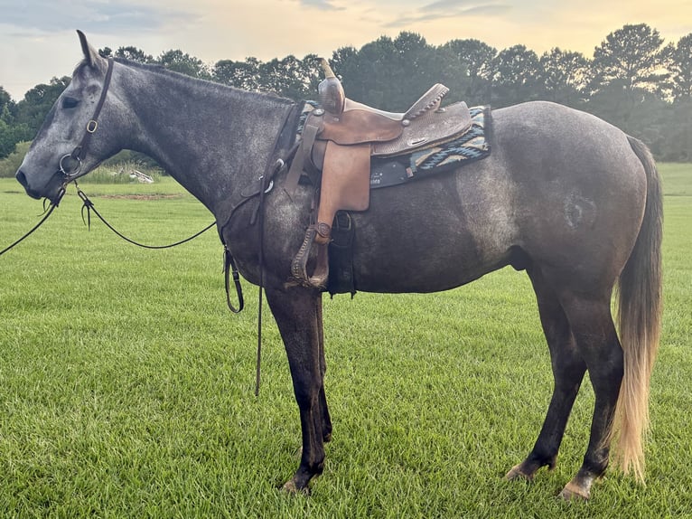 Caballo cuarto de milla Caballo castrado 4 años 168 cm Tordo rodado in Louisville, MS