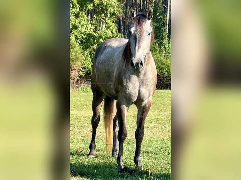 Caballo cuarto de milla Caballo castrado 4 años 168 cm Tordo rodado in Louisville, MS