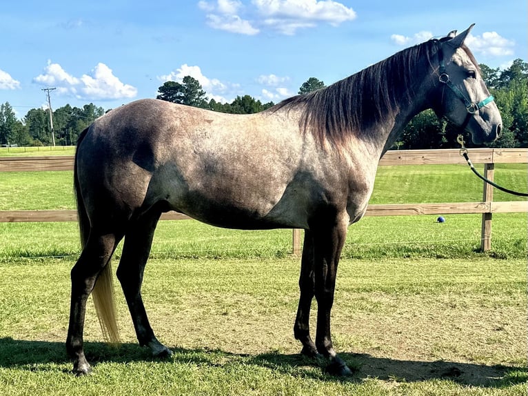 Caballo cuarto de milla Caballo castrado 4 años 168 cm Tordo rodado in Louisville, MS