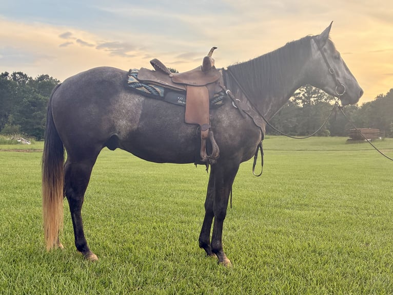 Caballo cuarto de milla Caballo castrado 4 años 168 cm Tordo rodado in Louisville, MS