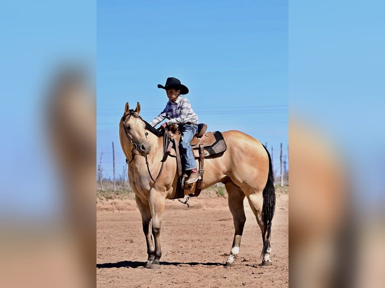 Caballo cuarto de milla Caballo castrado 4 años 170 cm Buckskin/Bayo in Weatherford, TX