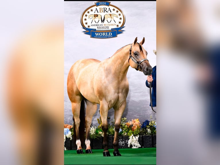 Caballo cuarto de milla Caballo castrado 4 años 170 cm Buckskin/Bayo in Weatherford, TX
