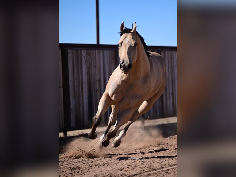 Caballo cuarto de milla Caballo castrado 4 años 170 cm Buckskin/Bayo in Weatherford, TX