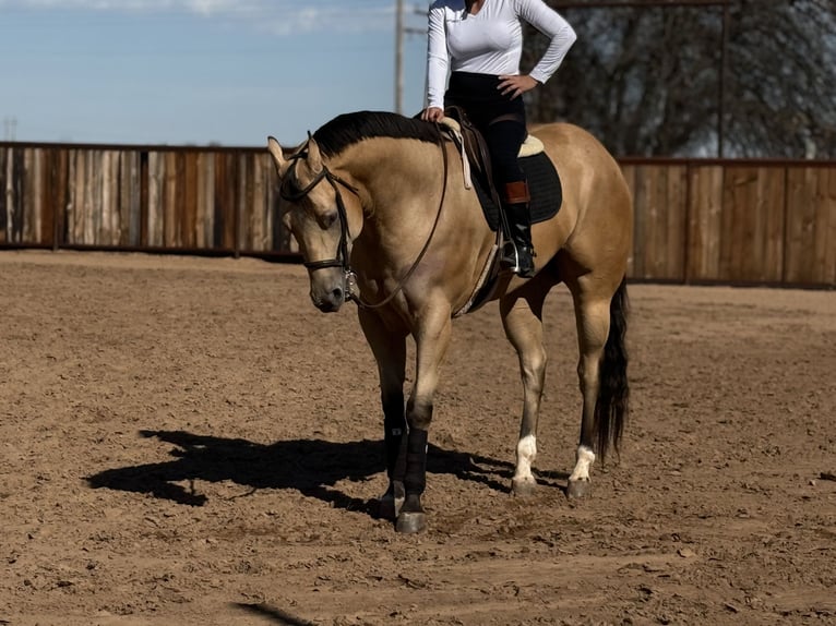 Caballo cuarto de milla Caballo castrado 4 años 170 cm Buckskin/Bayo in Weatherford, TX