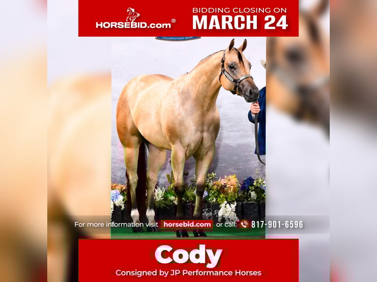 Caballo cuarto de milla Caballo castrado 4 años 170 cm Buckskin/Bayo in Weatherford, TX
