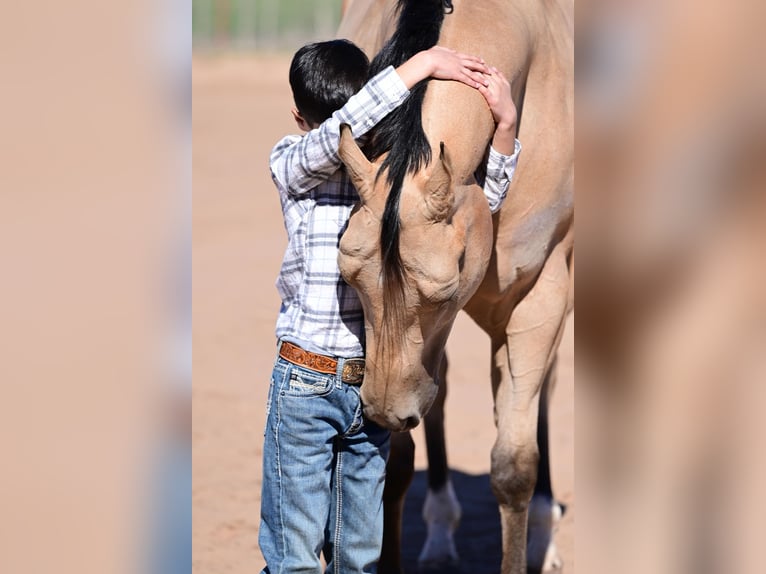 Caballo cuarto de milla Caballo castrado 4 años 170 cm Buckskin/Bayo in Weatherford, TX