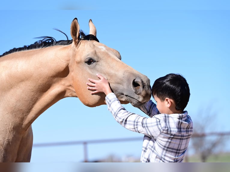 Caballo cuarto de milla Caballo castrado 4 años 170 cm Buckskin/Bayo in Weatherford, TX