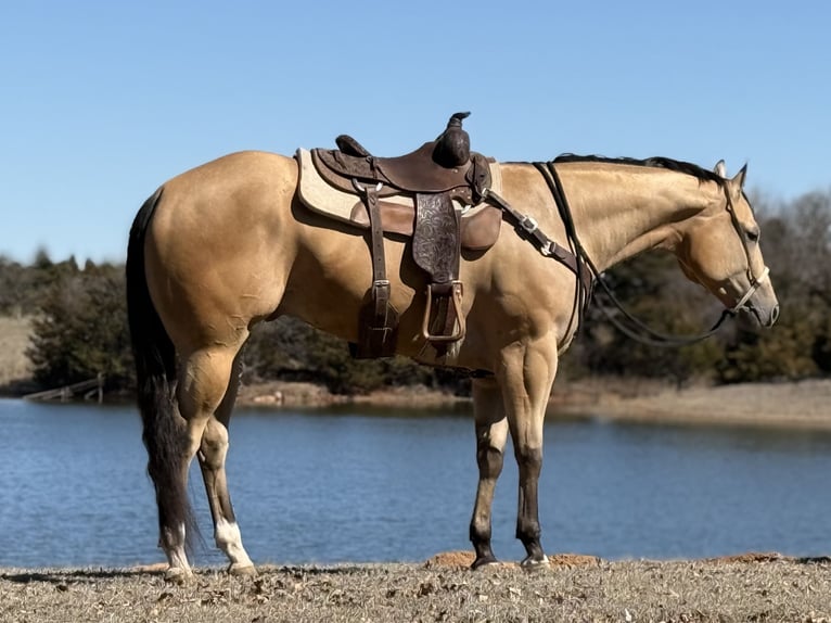 Caballo cuarto de milla Caballo castrado 4 años 170 cm Buckskin/Bayo in Weatherford, TX
